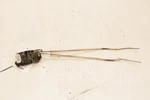 1997-2004 Chevrolet Corvette Front Left Driver Side Door Lock Latch Actuator. Fixed Price $65.58.