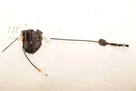 2018-2022 Ford Ecosport Se Rear Left Door Lock Latch Actuator GN15-A264A27-DA. Fixed Price $69.06.