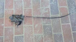 2017 Mitsubishi Mirage Htbk Hood Latch 113233. Fixed Price $126.00.