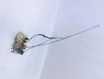 2008 Honda Fit Door Lock Actuator Driver Left Rear #W2-4. Fixed Price $35.67.