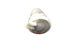 95-97 Mercedes S600 Coupe W140 Antenna Actuator Reversing Aid A1408002375 Oem. Fixed Price $90.75.
